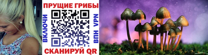 Купить закладки  Новоульяновск  Псилоцибиновые грибы ЛСД 